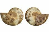Jurassic Cut & Polished Ammonite Fossil- Madagascar #215981-1